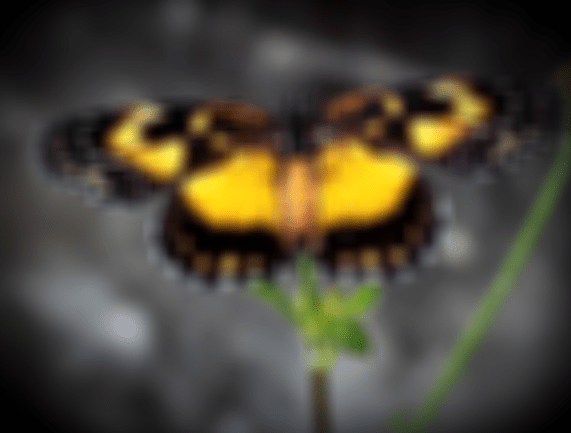 Um Buzão pra&nbsp;África?